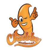 Chubby Mealworms UK