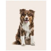 Puppyplace.co logo